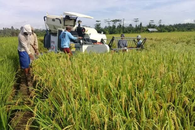 Aktivitas Panen Raya Padi