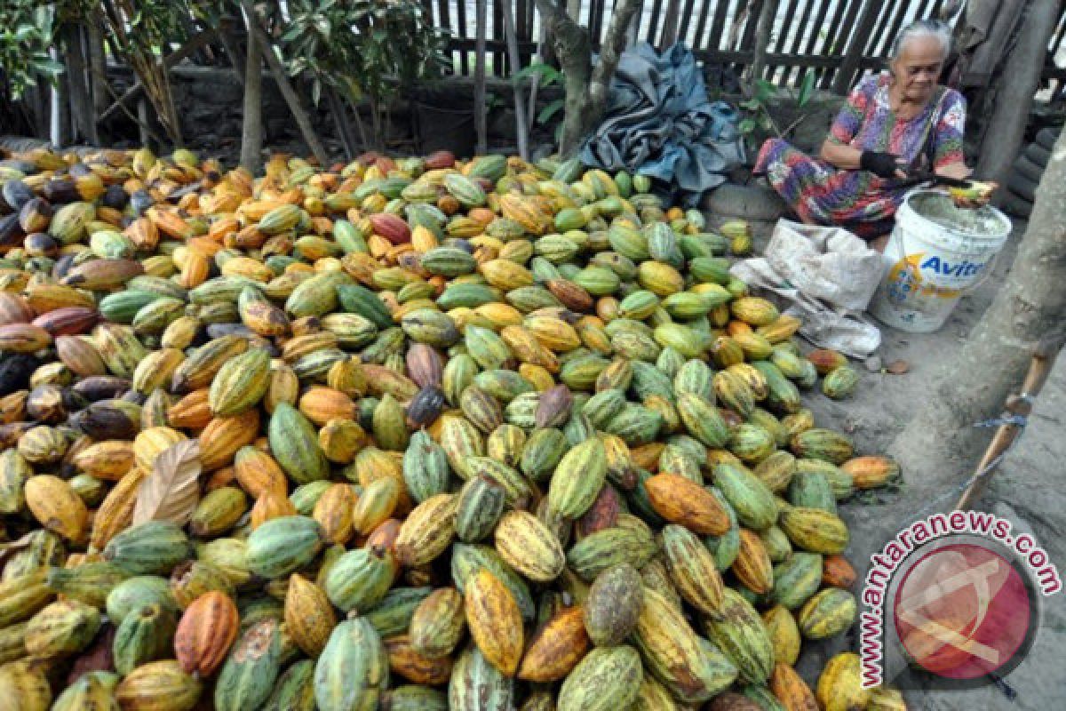 Hasil Perkebunan Kakao Petani Lamasi